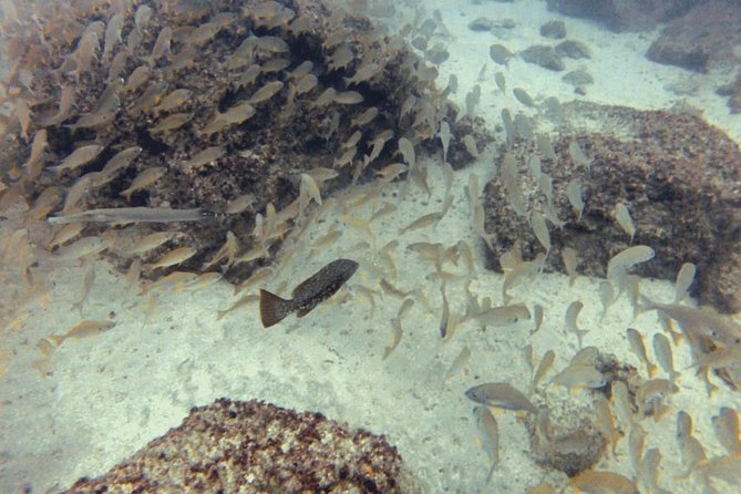 2 Dive Package for PADI Qualified Divers in Gran Canaria - Key points at a glance