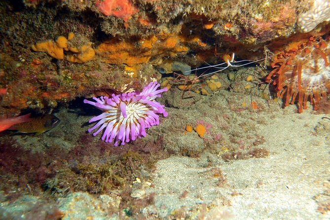 2 Dive Package for PADI Qualified Divers in Gran Canaria - Two boat descents from a convenient Puerto Rico meeting point