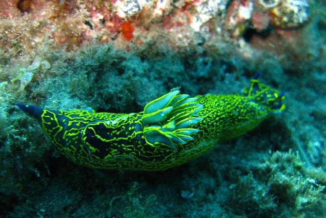 2 Dive Package for Qualified Divers in Gran Canaria - First session: getting comfortable with the site