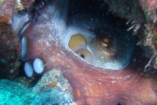 2 Dive Package for Qualified Divers in Gran Canaria - Surface interval with water and a snack