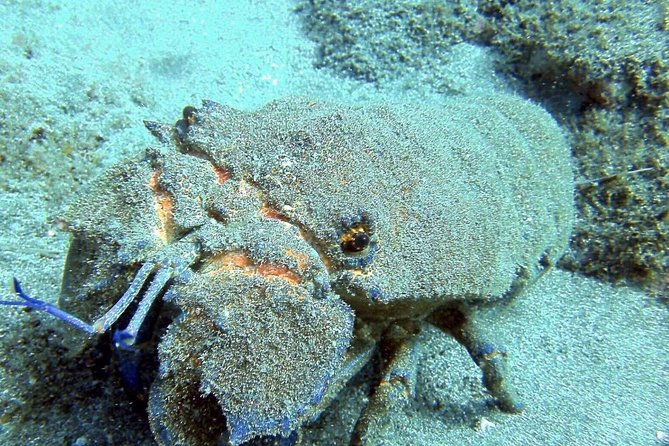 2 Dive Package for Qualified Divers in Gran Canaria - Paulo and the value of a guided outing
