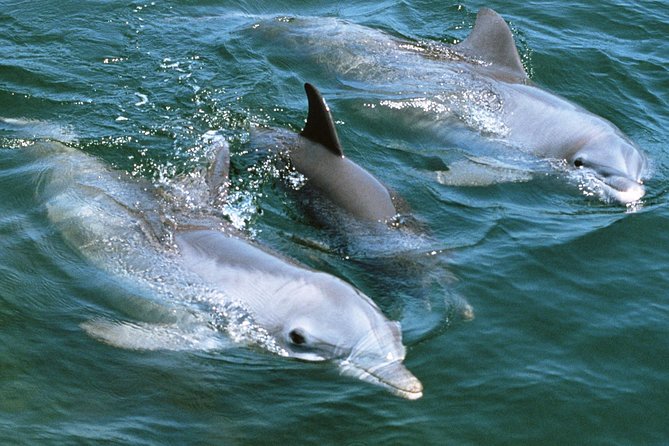 2-Hour Dolphin and Whale Watching in Gran Canaria - How much time and money you need