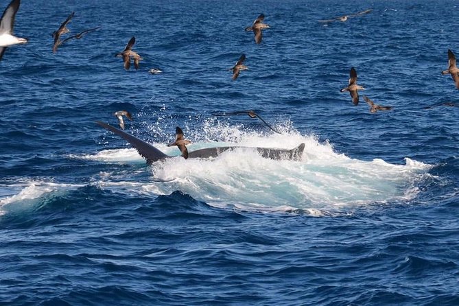 2-Hour Dolphin and Whale Watching in Gran Canaria - A closer look at the boat trip