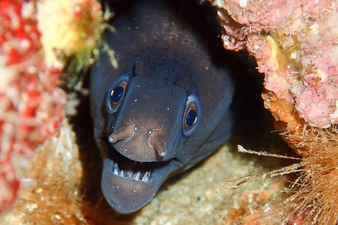 6 Diving Sites Scuba Diving Package in Gran Canaria - Wrecks, reefs, caves, and coastal sites