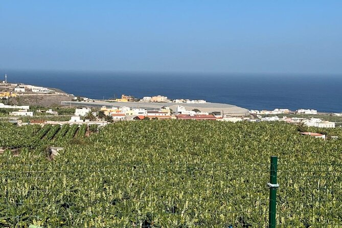 Banana Museum, Rum Distillery & Winery with Tasting: Premium tour - A full day of Gran Canaria flavors