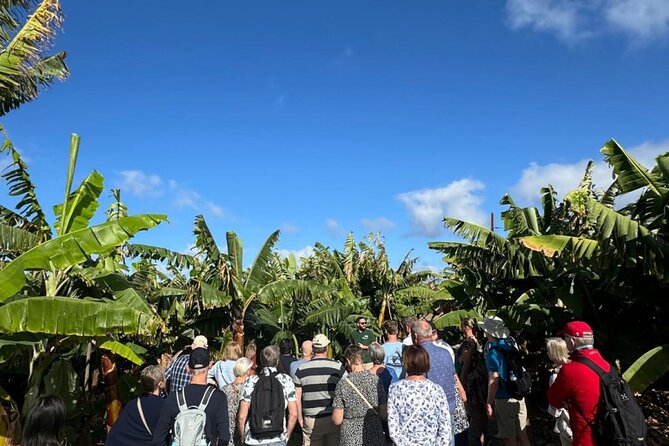 Banana Museum, Rum Distillery & Winery with Tasting: Premium tour - Wine and coffee at Bodega Los Berrazales