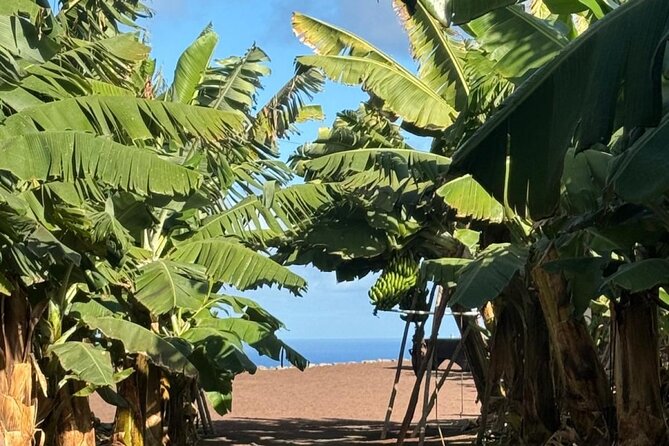 Banana Museum, Rum Distillery & Winery with Tasting: Premium tour - Learning to make mojo sauce