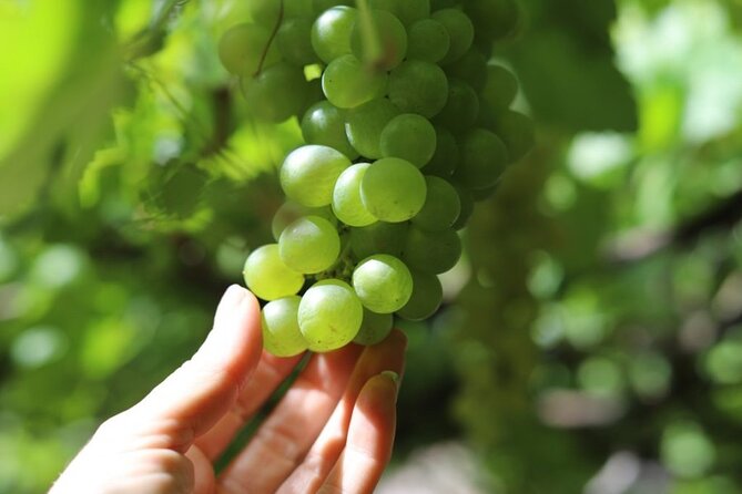 Banana Museum, Rum Distillery & Winery with Tasting: Premium tour - Is the $83.27 price fair?
