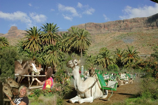 Camel Ride in Fataga with Tapas and drinks - Key points to know before booking