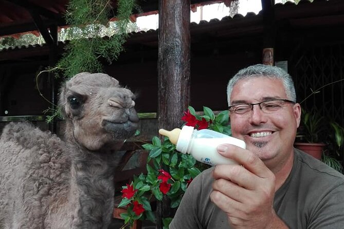 Camel Ride in Fataga with Tapas and drinks - The 1,000 Palms Valley and its mountain views