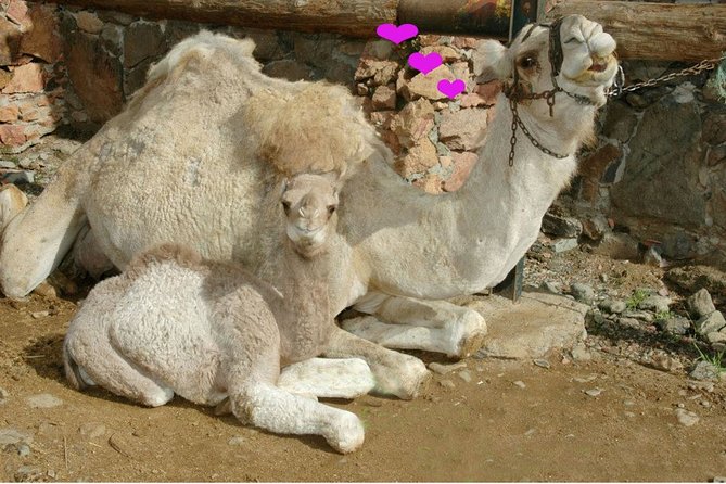Camel Ride in Fataga with Tapas and drinks - Canarian tapas in a farm-tool dining room
