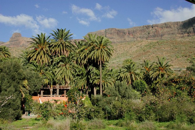 Camel Ride in Fataga with Tapas and drinks - How long the visit really takes