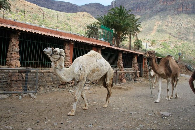 Camel Ride in Fataga with Tapas and drinks - Who will enjoy this most