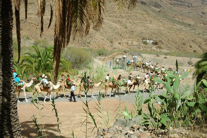Camel Ride in Fataga with Tapas and drinks - Weather, cancellation, and practical details