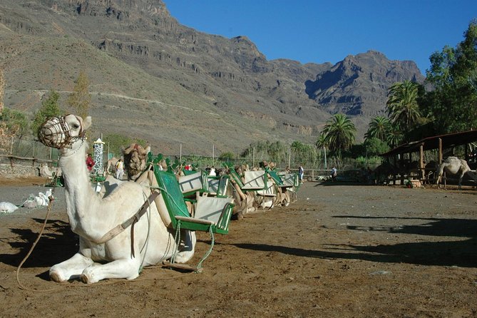 Camel Ride in Fataga with Tapas and drinks - Inside the tropical garden at La Baranda