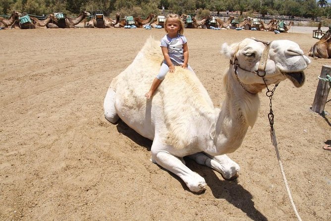 Camel Riding in Maspalomas Dunes - Staff, camels, and the animal-care question