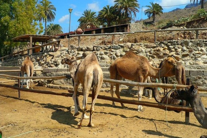 Camel Safari through the Dunes of Maspalomas - Who should book, and who should skip it
