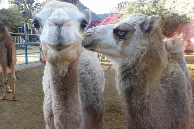 Camel Safari through the Dunes of Maspalomas - The real challenge is queue management