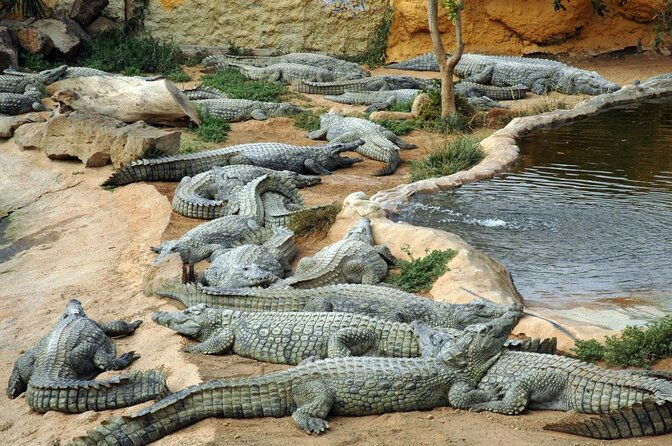 Cocodrilo Park Zoo Admission Ticket in Agüimes - Why the crocodiles are only part of the story