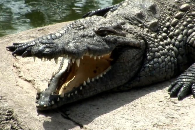 Cocodrilo Park Zoo Admission Ticket in Agüimes - A close look at monkeys, birds, and farm animals