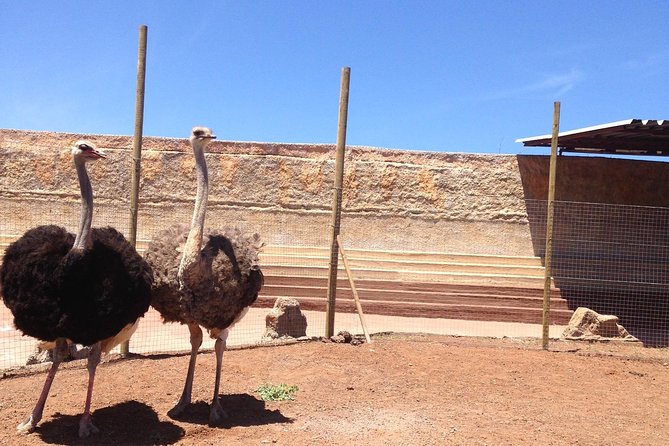 Cocodrilo Park Zoo Admission Ticket in Agüimes - Is the $11.49 ticket good value?