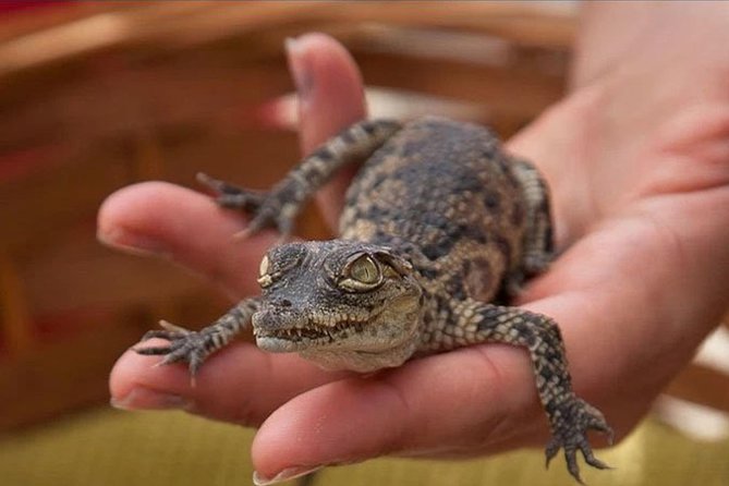 Cocodrilo Park Zoo Admission Ticket in Agüimes - Accessibility and comfort on the grounds