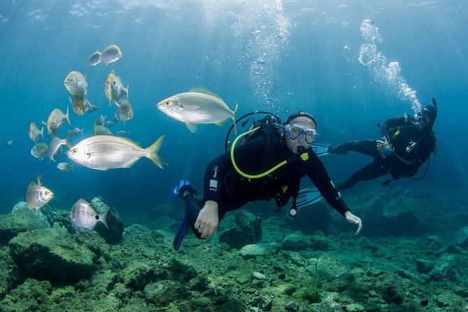Discover Scuba Diving in Puerto de Mogan - Key points at a glance