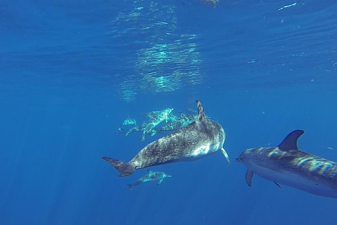 Dolphin and Whale Cruise in Puerto Rico, Gran Canaria - Setting out from Puerto Rico on Spirit of the Sea