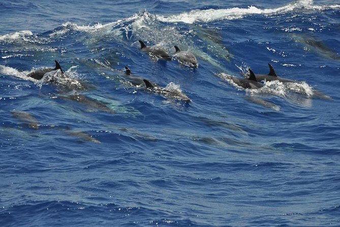 Dolphin and Whale Cruise in Puerto Rico, Gran Canaria - The glass-bottom section and onboard commentary