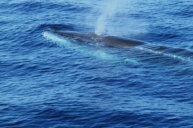 Dolphin and Whale Cruise in Puerto Rico, Gran Canaria - Drinks, comfort, and the reality of a choppy sea