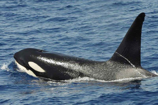 Dolphin and Whale Cruise in Puerto Rico, Gran Canaria - How to make the most of the 2.5 hours