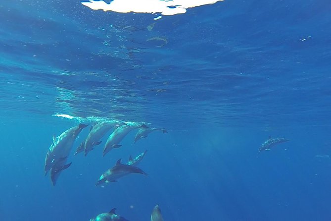 Dolphin and Whale Cruise in Puerto Rico, Gran Canaria - Why Gran Canaria is a good place to look for cetaceans