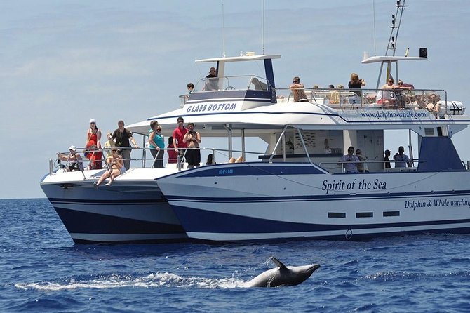 Dolphin and Whales watching cruise from Puerto Rico de Gran Canaria - Key things to know before sailing