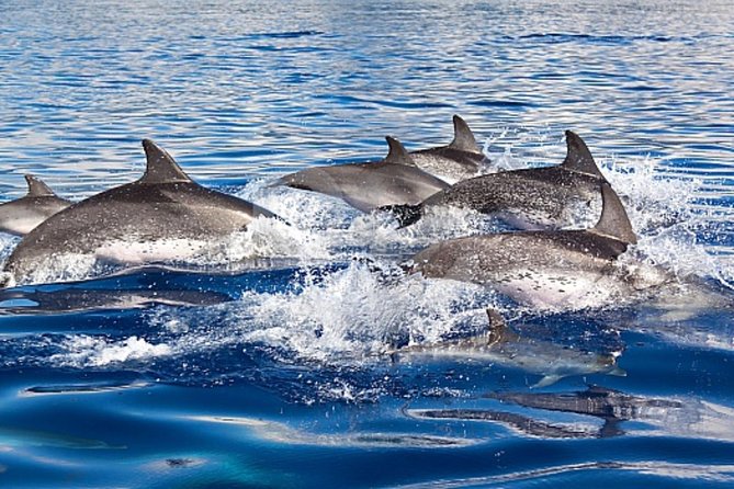 Dolphin and Whales watching cruise from Puerto Rico de Gran Canaria - The wildlife search is the main event