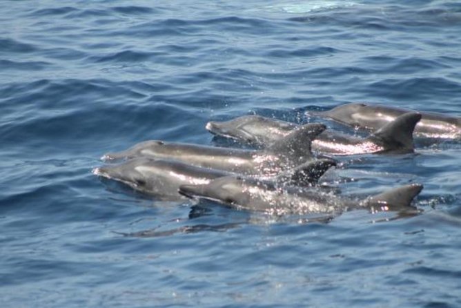 Dolphin and Whales watching cruise from Puerto Rico de Gran Canaria - A calm day can be magical, a rough day can be rough