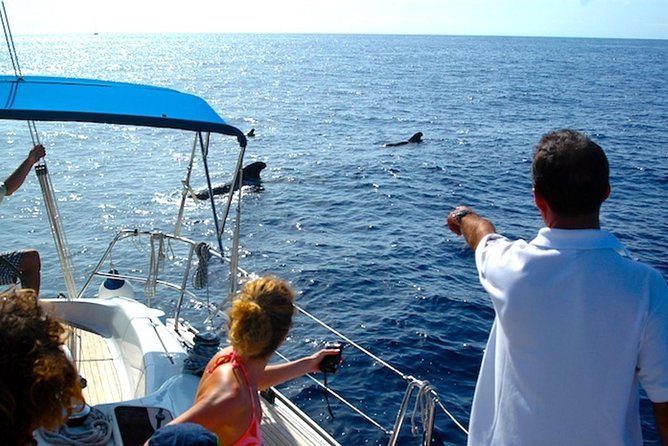 Dolphin and Whales watching cruise from Puerto Rico de Gran Canaria - The optional swim stop and what it changes