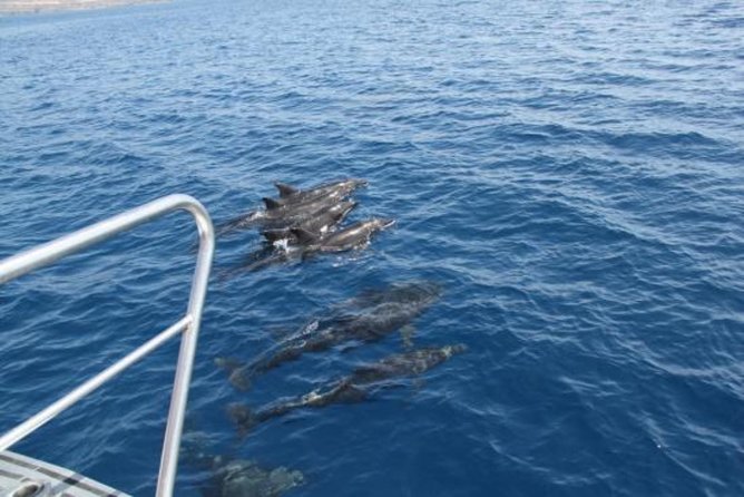 Dolphin and Whales watching cruise from Puerto Rico de Gran Canaria - Is $50.46 good value?