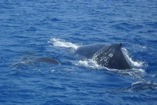 Dolphin and Whales watching cruise from Puerto Rico de Gran Canaria - Practical booking and cancellation details