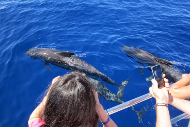 Dolphin and Whales watching cruise from Puerto Rico de Gran Canaria - What happens aboard Spirit of the Sea