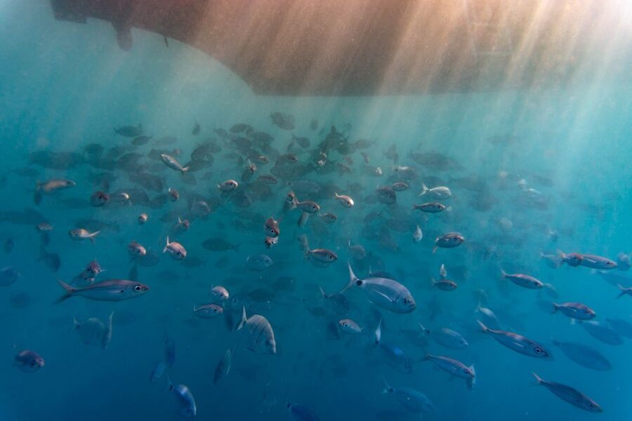 Explore Gran Canaria: Boat Tour with Wine & Food Tasting - Is $71 a fair price?