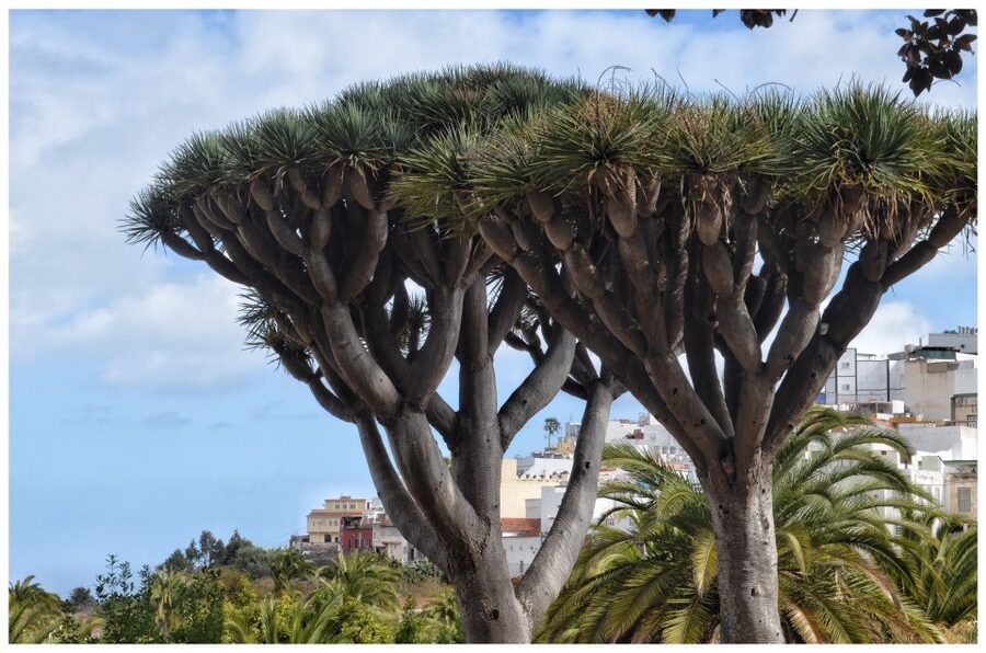 From Las Palmas: Full-Day Tour of the North - Arucas and the Church of St. John