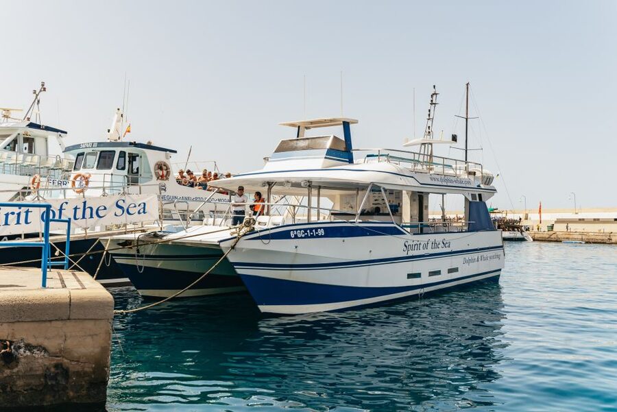 From Puerto Rico de Gran Canaria: Dolphin Watching Cruise - Why this dolphin cruise is worth considering