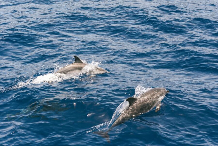 From Puerto Rico de Gran Canaria: Dolphin Watching Cruise - Who will enjoy this trip most