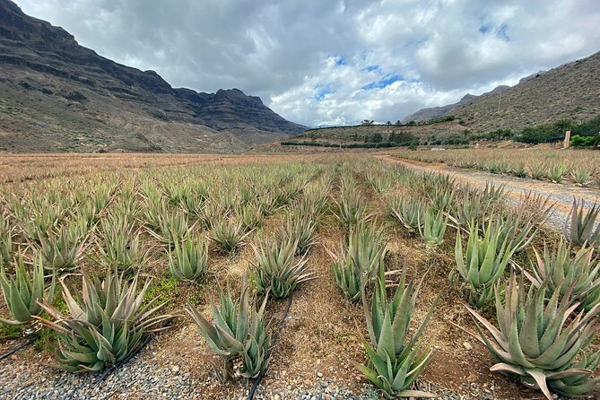 Full-Day Gran Canaria Tour with Teror, Tejeda and Lunch in Fataga - Why this tour reaches the real Gran Canaria