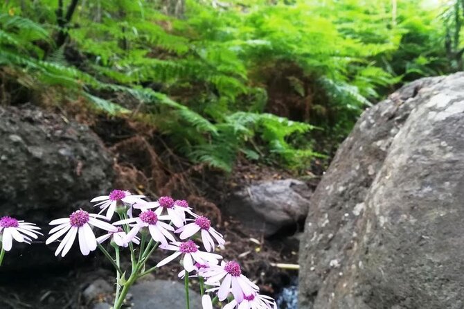 Full day Hiking and Waterfalls Experience - The 2:00 p.m. food stop and Canarian flavor