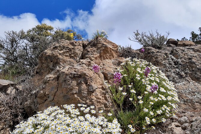 Full day Hiking Gran Canaria Peaks of Gran Canaria - Pine forest, high ridges, and the view toward Roque Nublo