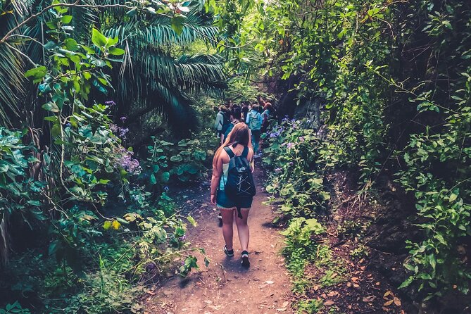 Full Day Rainforest Tour with Tasting and Swimming Time ツ - Key points to know before booking