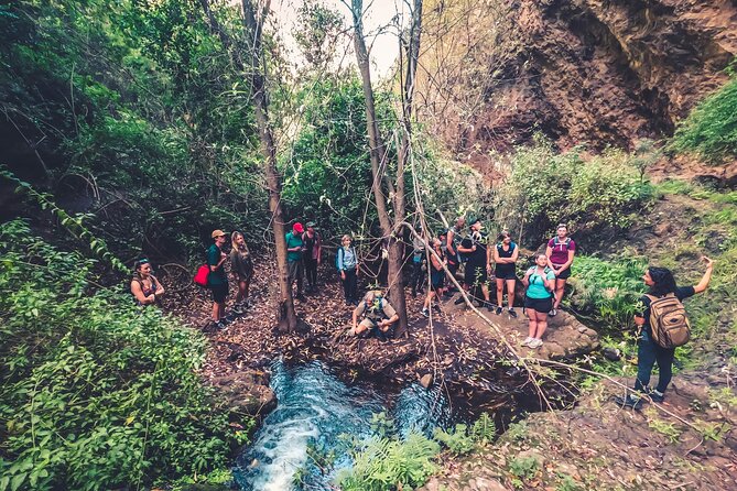 Full Day Rainforest Tour with Tasting and Swimming Time ツ - A full day in Gran Canaria’s greener north