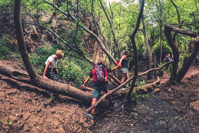 Full Day Rainforest Tour with Tasting and Swimming Time ツ - Is $117.91 a fair price?