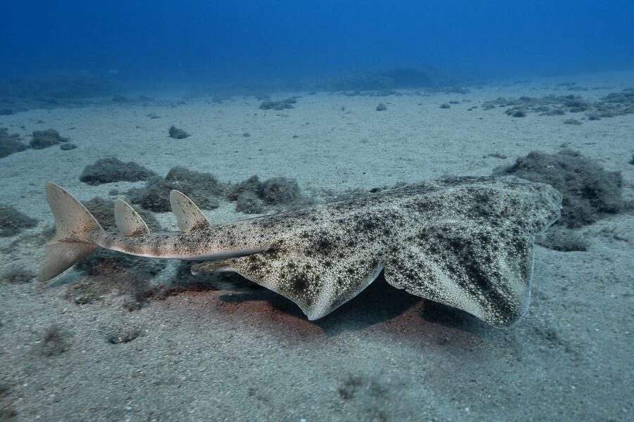 Gran Canaria: 3-Day Open Water Diver Course - Key points to know before you book